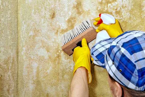 Mold Odor Removal Services in Trussville, AL